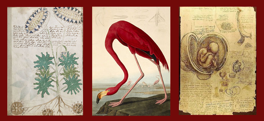 Five of the Rarest Manuscripts
